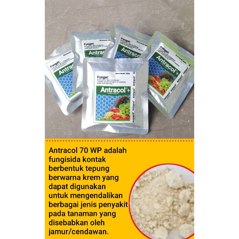 FUNGISIDA ANTRACOL 70 WP KEMASAN 10 GRAM Obat anti jamur tanaman Aglonema