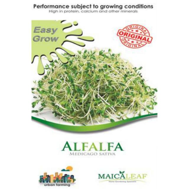 Benih Alfalfa Maica Leaf