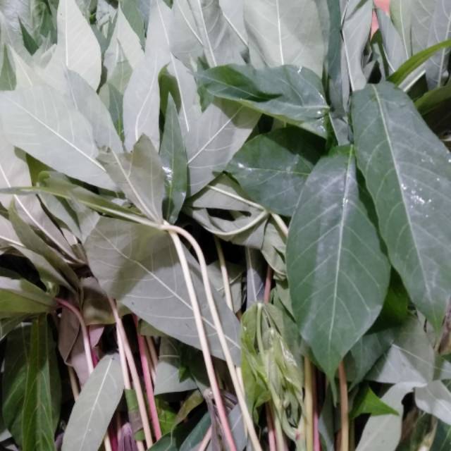 

Daun singkong