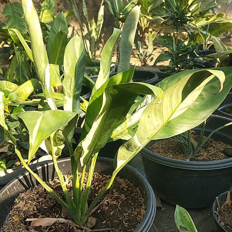 piece Lily variegata