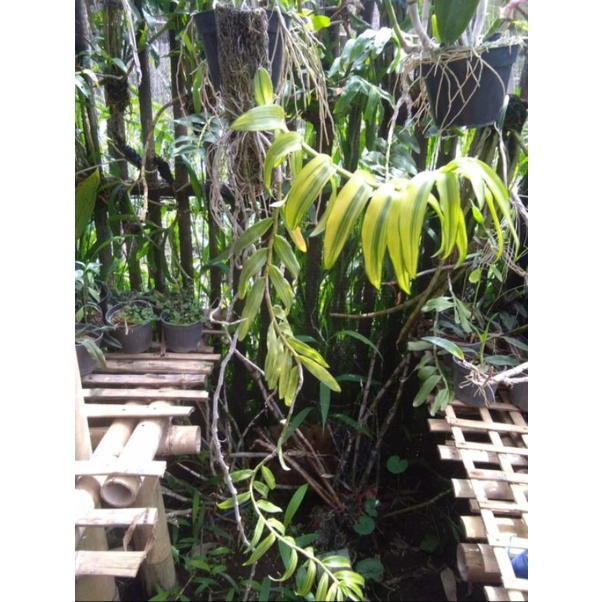 Dendrobium Anosmum Gigantea Variegata