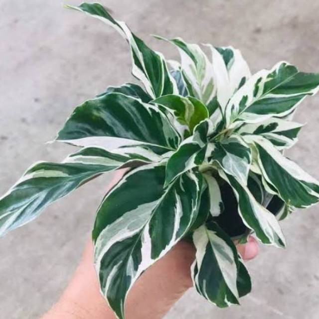 Bibit Tanaman Hias Calathea White Fusion BERGARANSI