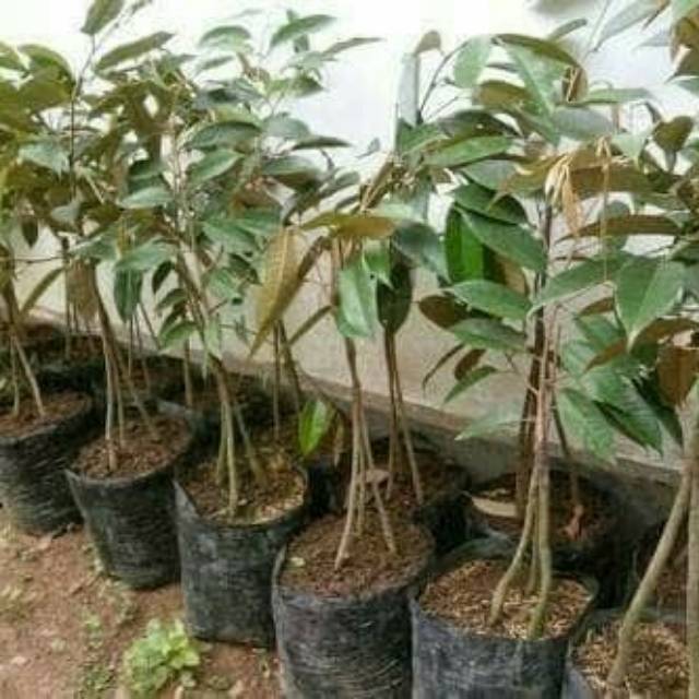 Bibit durian musangking kaki 3