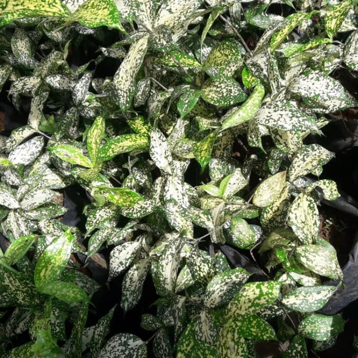 Tanaman drasena florida - dracena florida