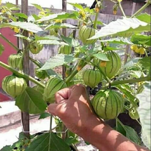 Benih Ciplukan Jumbo Cisineros