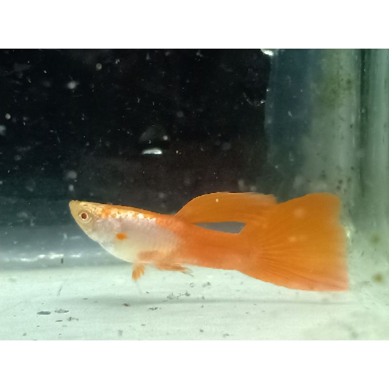 

ikan gufi