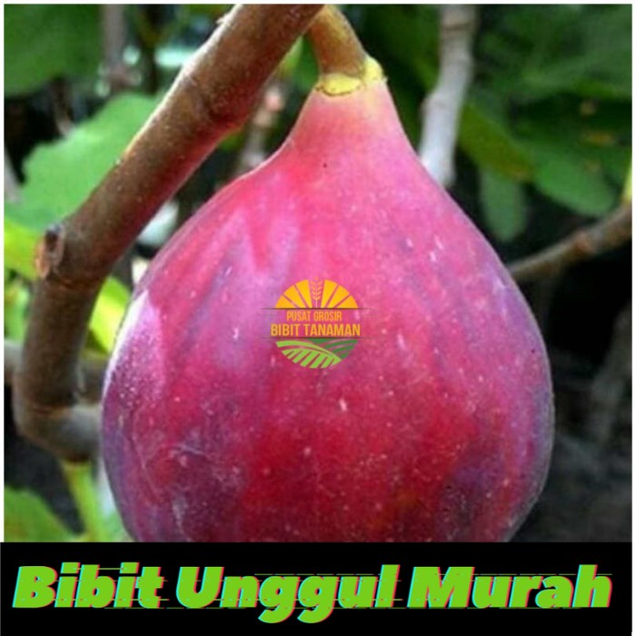 Bibit Tin Red Israel