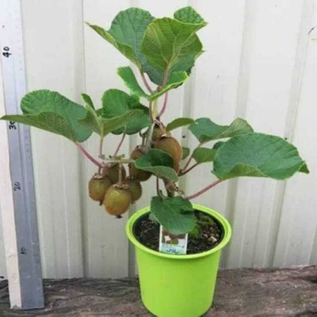 Bibit Buah Kiwi Golden