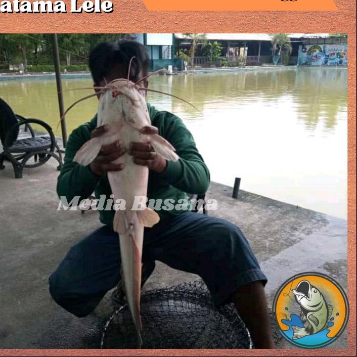 Awal Bulan Essen Esen Galatama Ikan Lele Irex Merah Kemasan kecil Untuk Umpan Galatama Lele