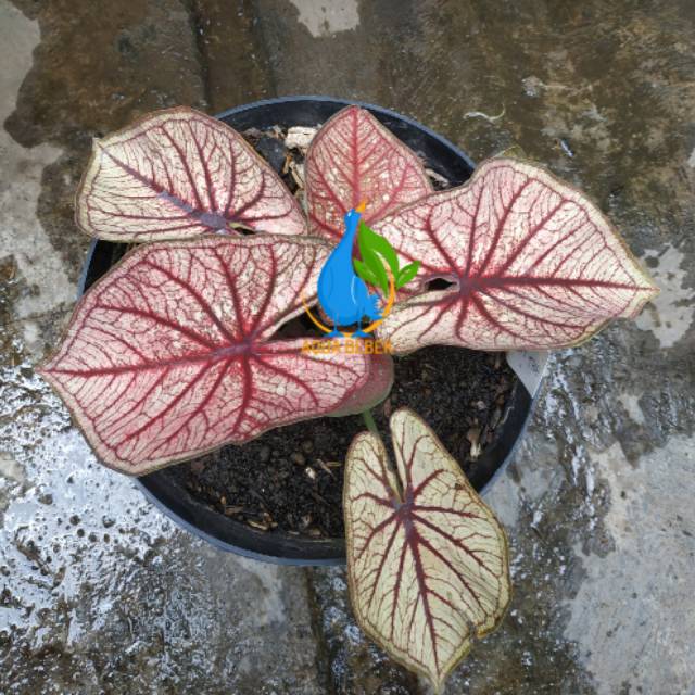 Paket Caladium Thai Series Exclusive Keladi Hias Hybrit Shopee Indonesia