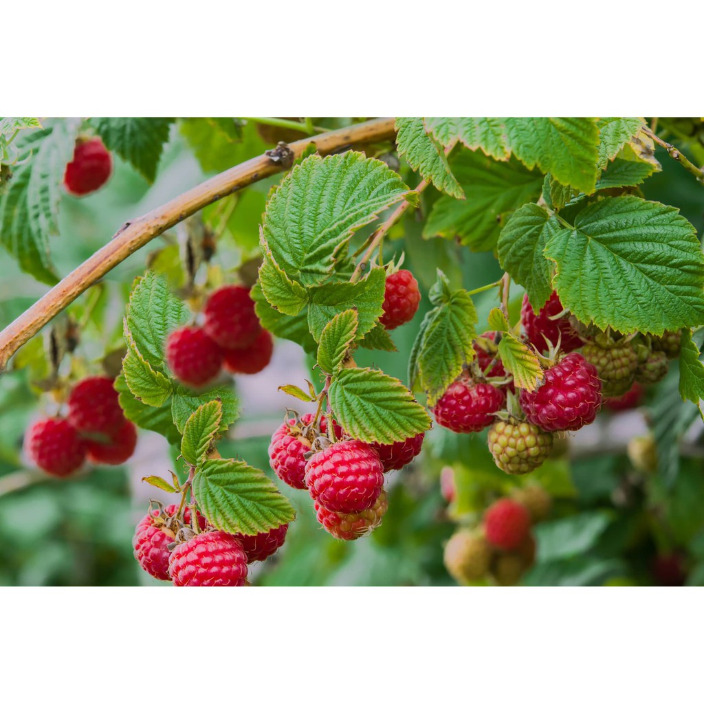 Tanaman Buah Raspberry - Buah rasberi merah