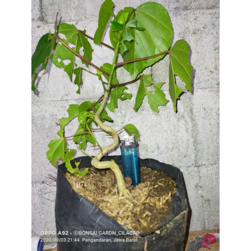 waru india programan extreemm