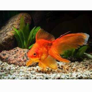 koki oranda goldfish aquascape ikan hiasan aquarium air tawar cantik