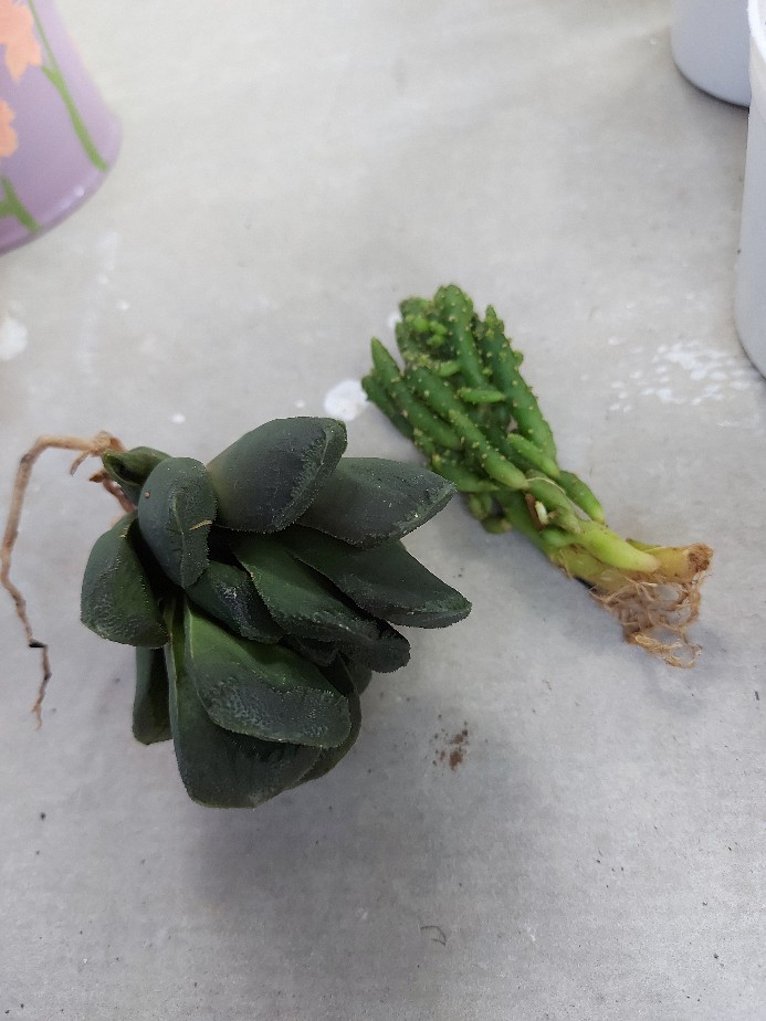 Tanaman Hias Haworthia Truncata