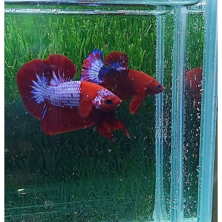 Ikan cupang FCCP Red Head indukan