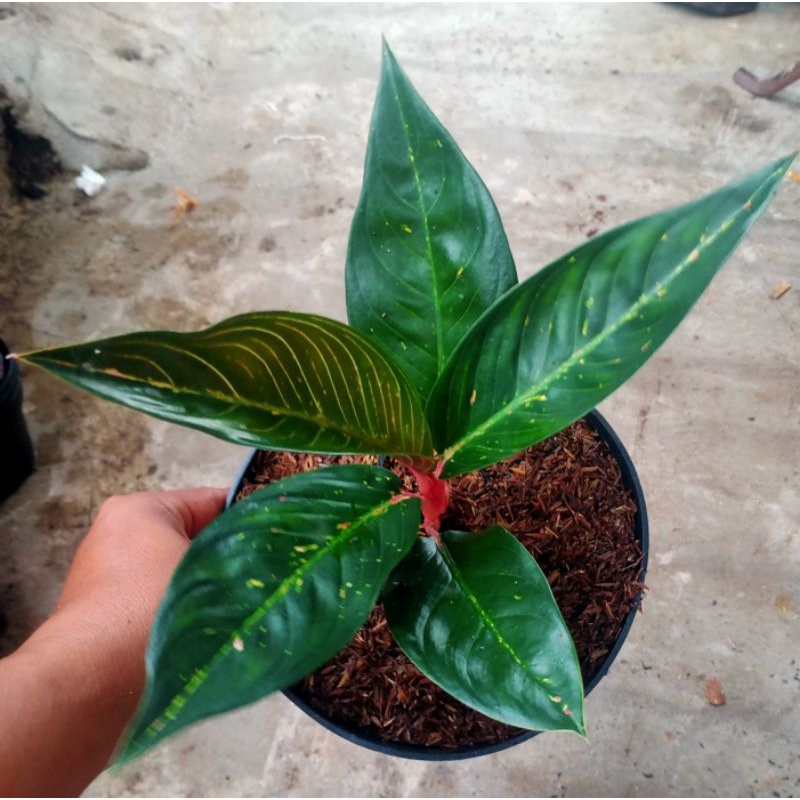 bunga aglonema hot lady(varian black)