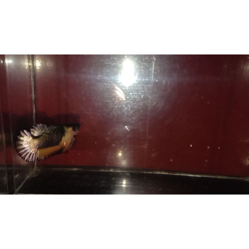 cupang black yellow copper 1 pair