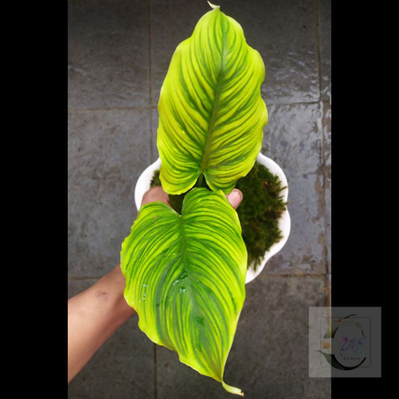 TANAMAN HIAS HOMALOMENA GOLDEN ZEBRA