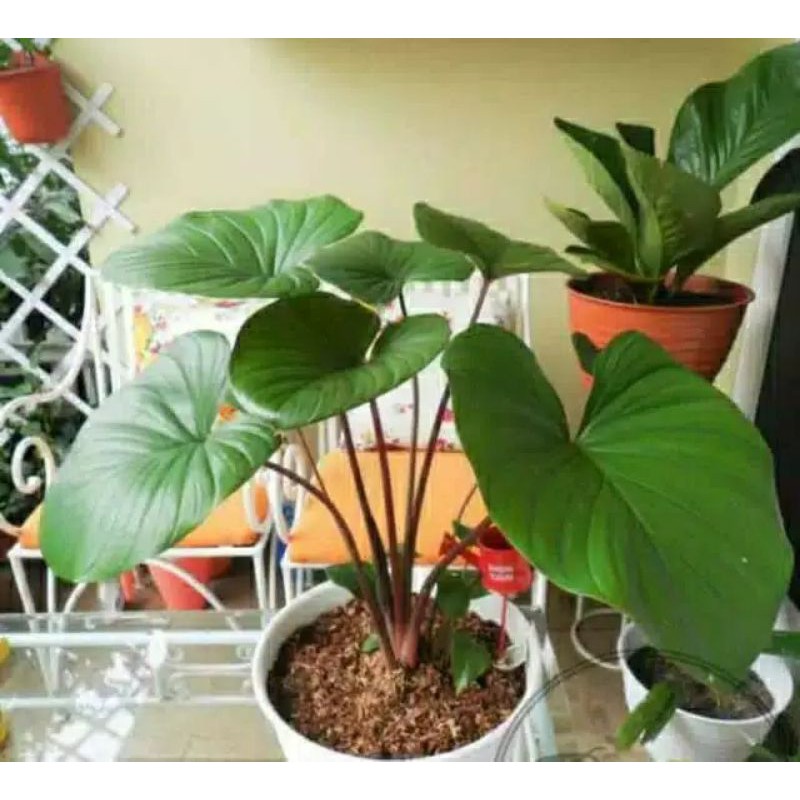 Tanaman hias keladi homalomena / alocasia / sente