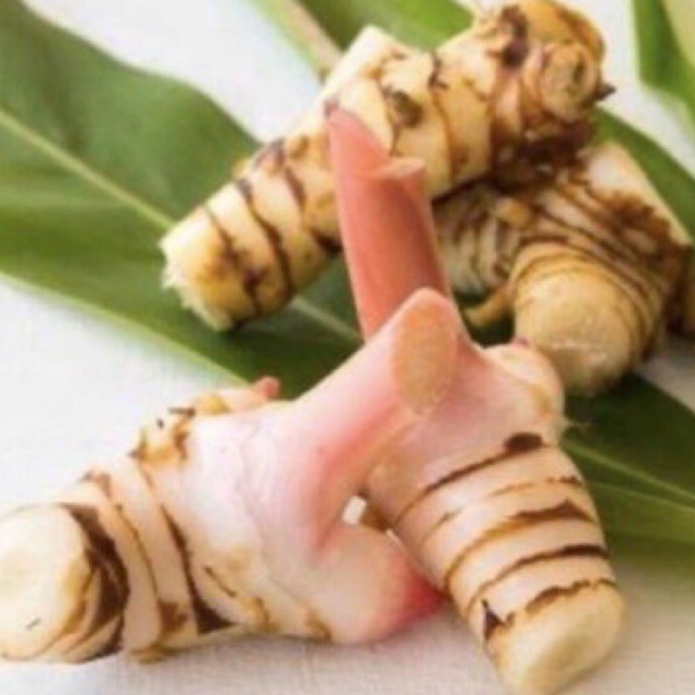 

LENGKUAS LAOS SEGAR 1kg