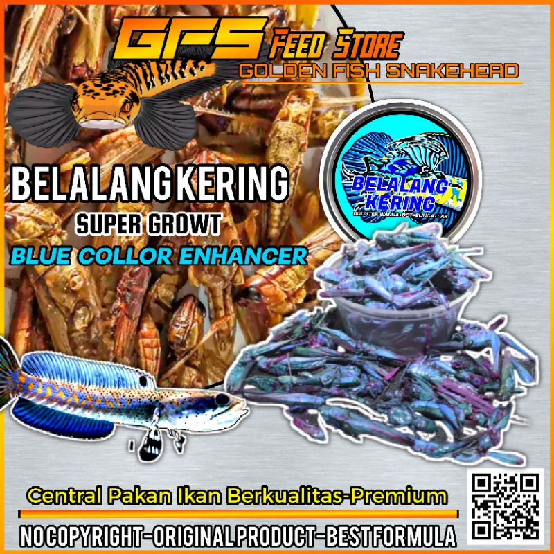 Belalang Kering Blue Pakan Ikan Channa