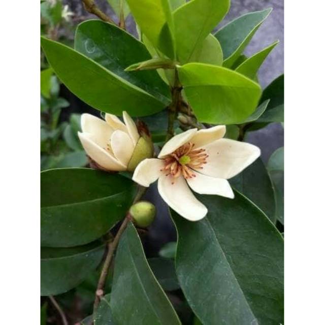 Tanaman hias cempaka mulya putih / white magnolia figo - BAKUL KEMBANG