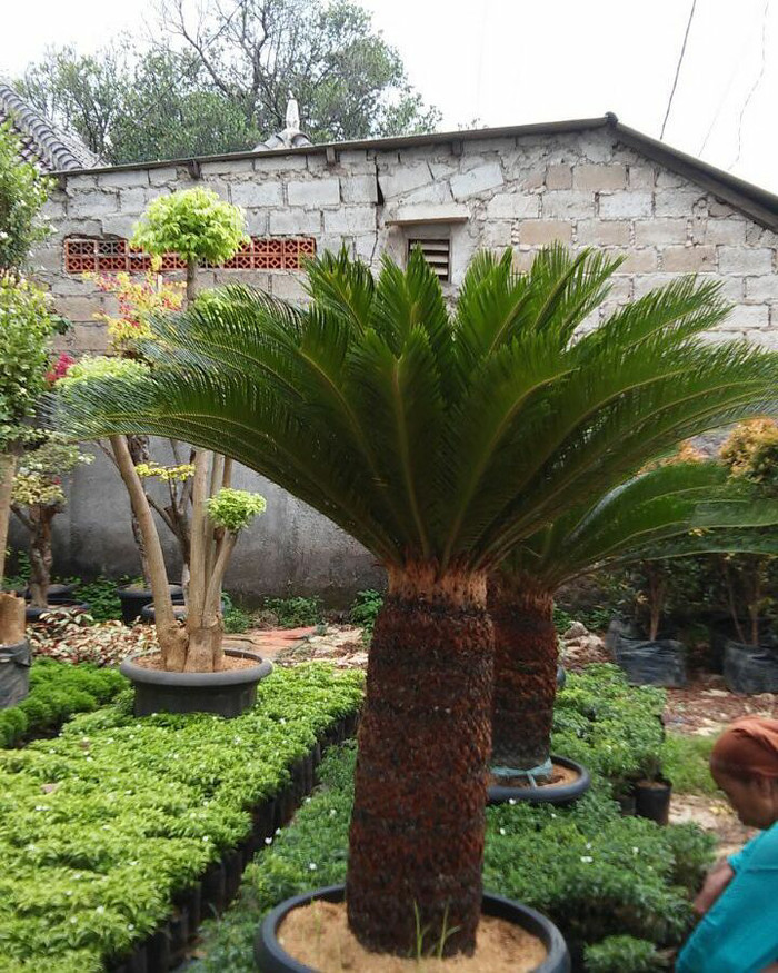 Pohon palem sikas / palem sikas / pohon sikas