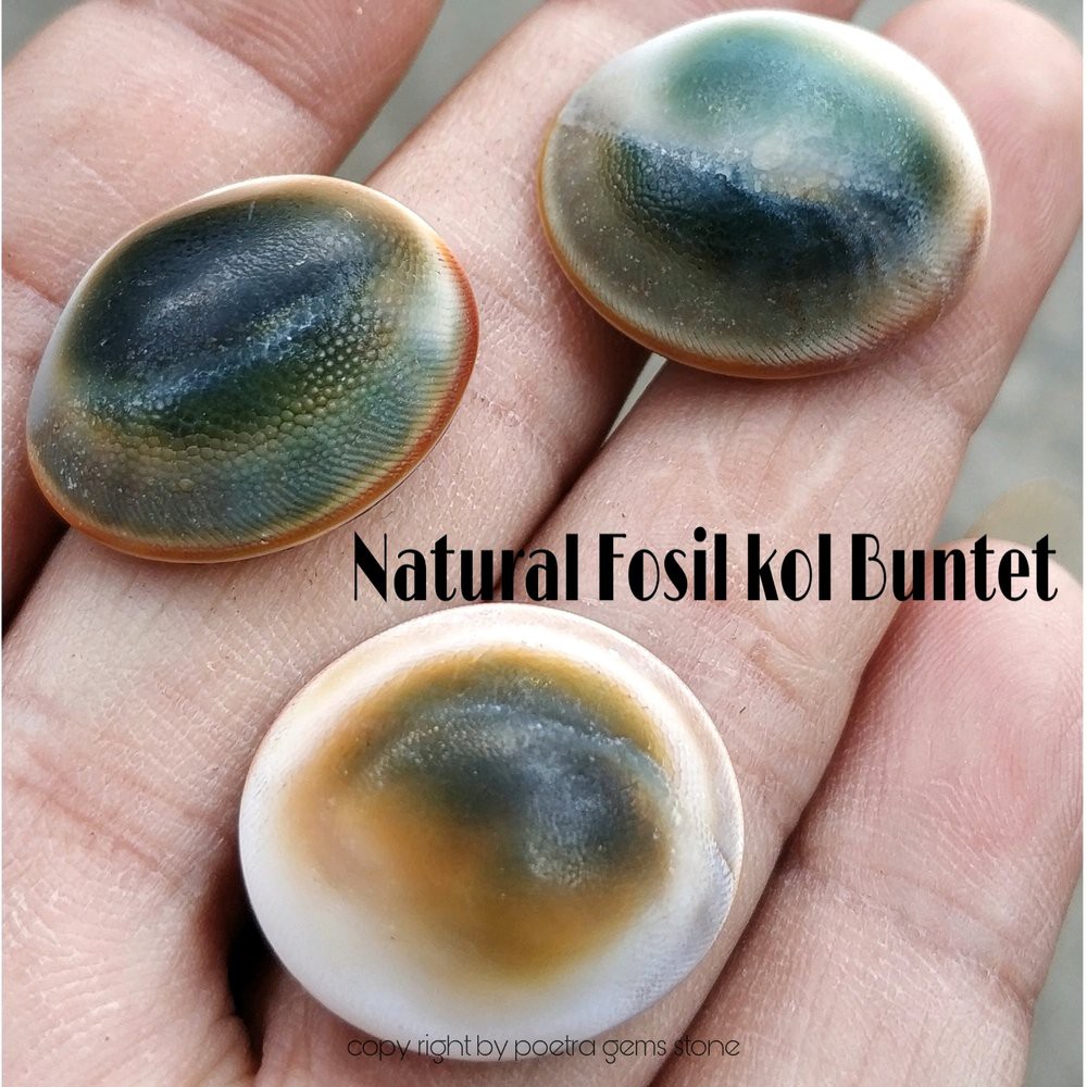 BATU FOSIL NATURAL KEONG KIJING KOLBUNTET