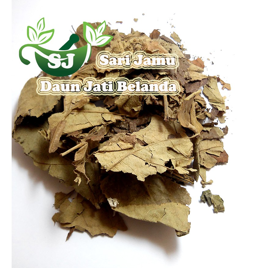 

Jamu Herbal Jati Belanda Kering 500 Gr Untuk Pelangsing Tubuh Alami
