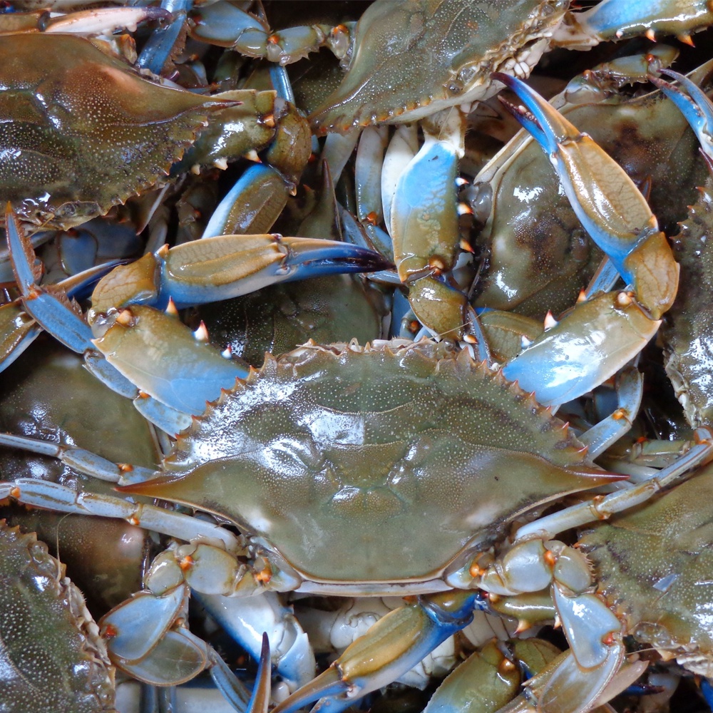 

Kepiting Hidup Segar isi 2-4 ekor 1kg