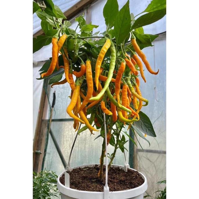 Benih Bibit Biji - Cabai Solar Flare Pepper Cabe Orange Keriting Panjang Seeds