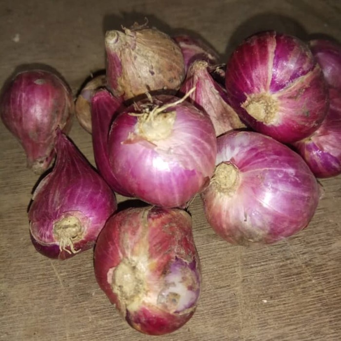 

ds001vv Bawang Merah Fsfs201