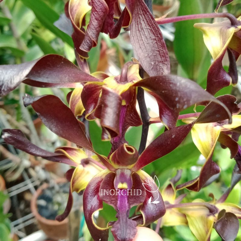 anggrek dendrobium keriting