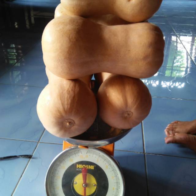 

Labu madu