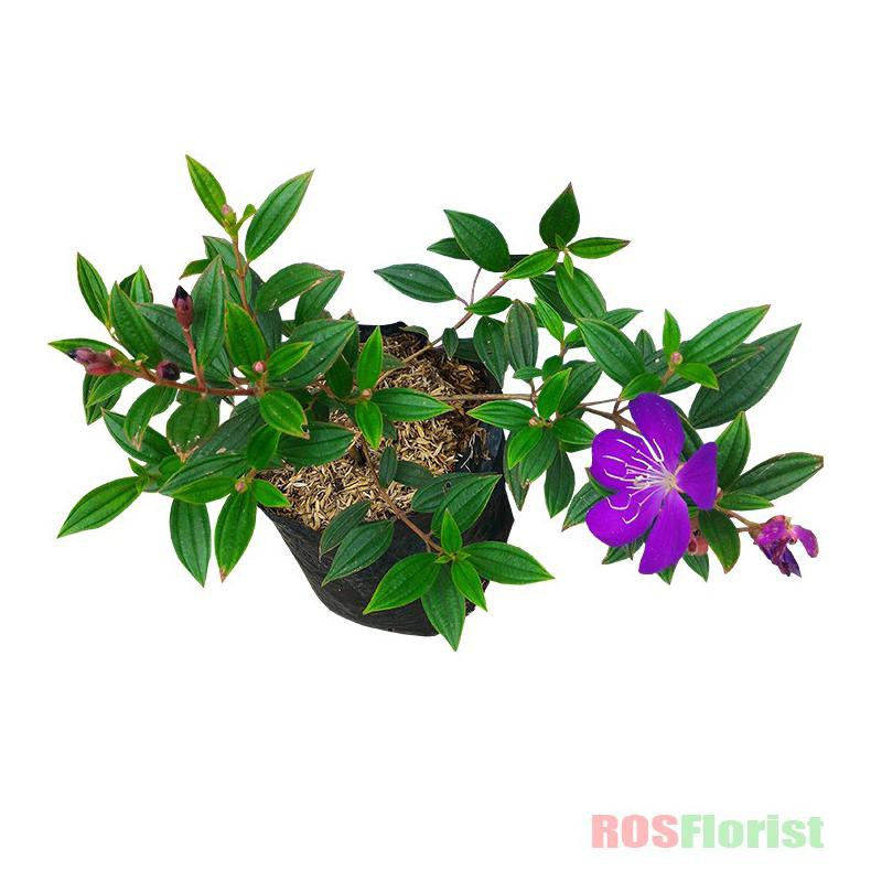 V0cer Tanaman Bunga Senggani Shopee Indonesia