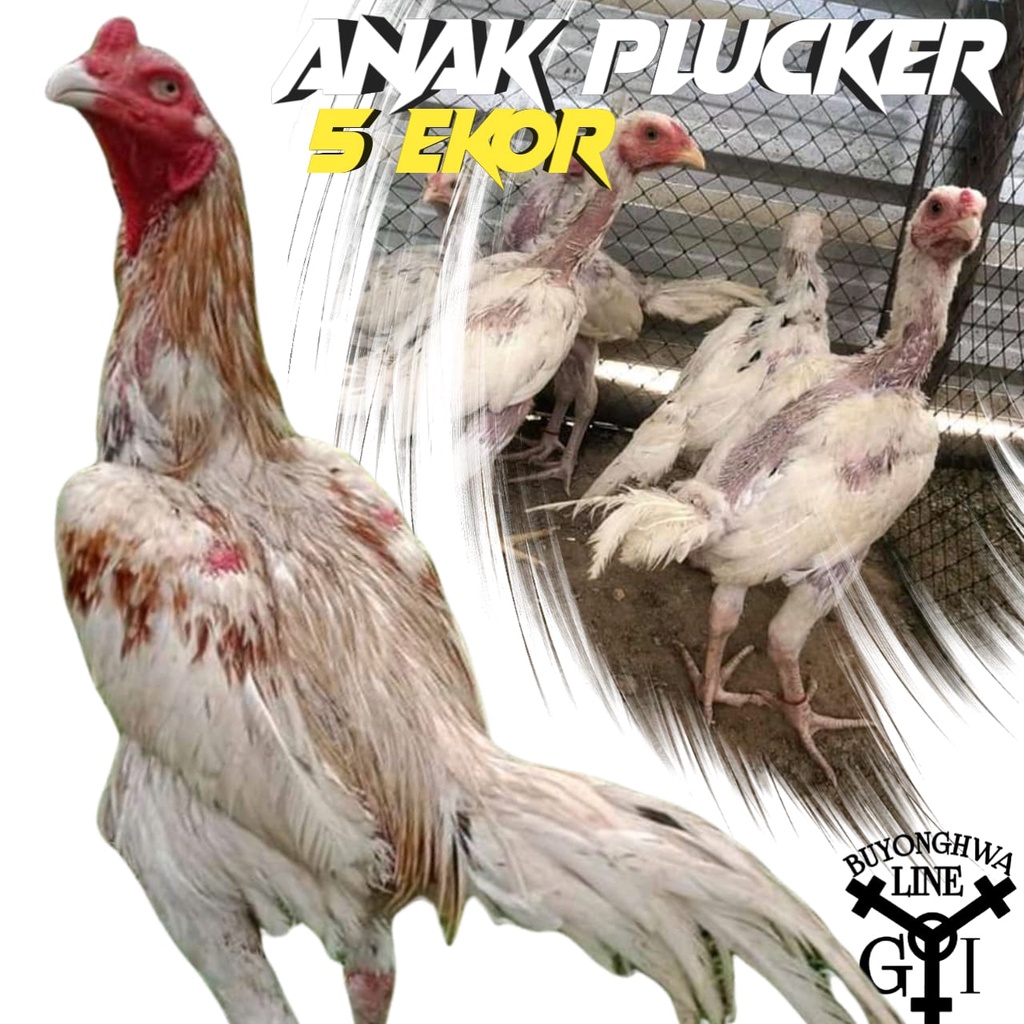 Anakan ayam King Plucker Blorok Paket 5ekor