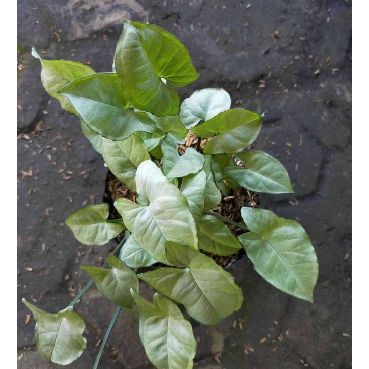 tanaman hias syngonium mini allusion