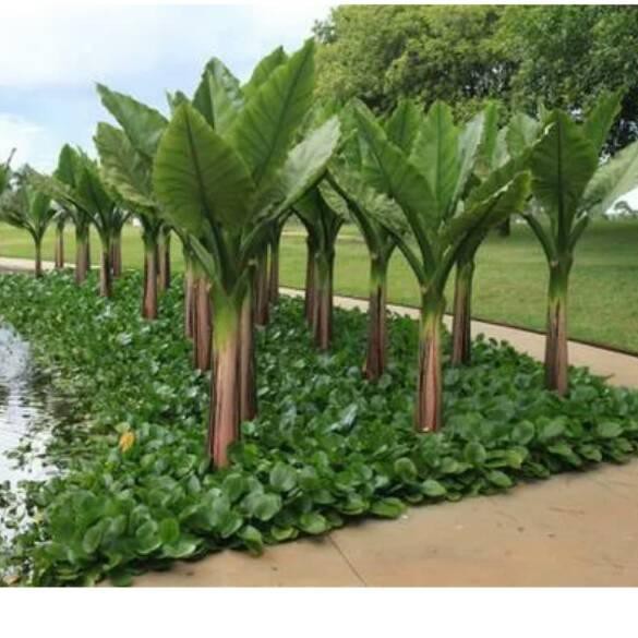 

pisang air - madagar - amazon Terlaku.