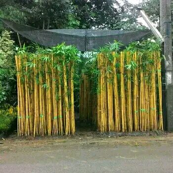 bambu kuning tinggi 2 meter