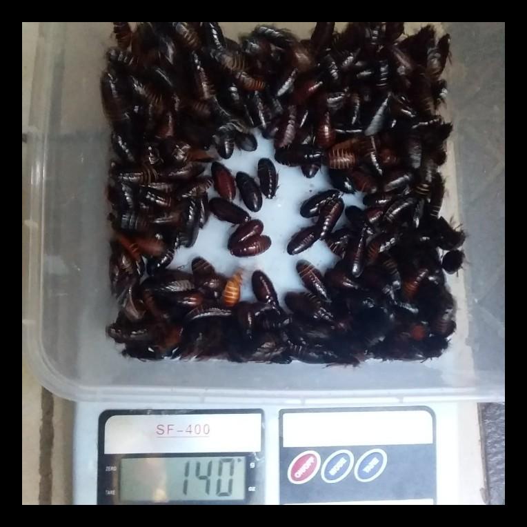 READY UMPAN MANCING KECOA BATU KECOA TANAH TERKELAK MENJE CEREMENDE ALAT PANCING MURAH MERIAH AL7