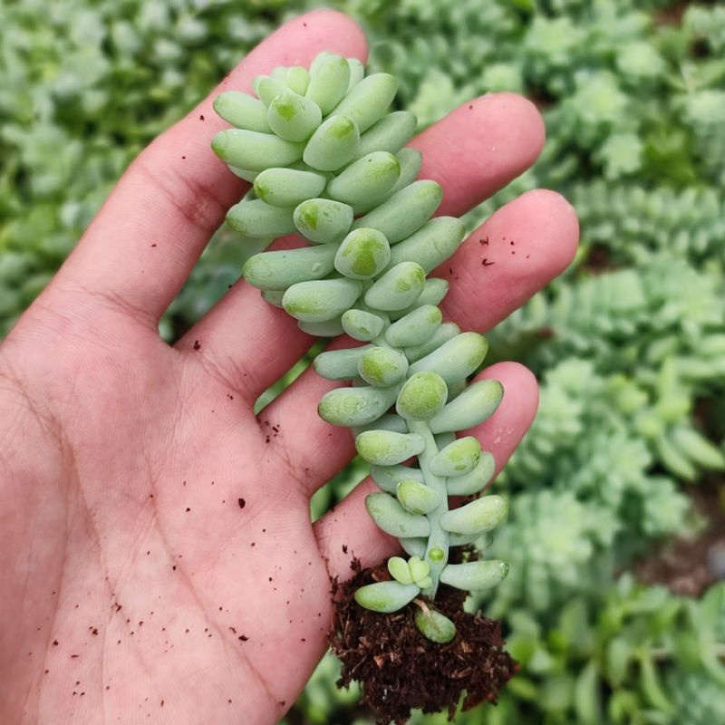 Sukulen Sedum Donkey Tail / Kaktus Anggur Murah