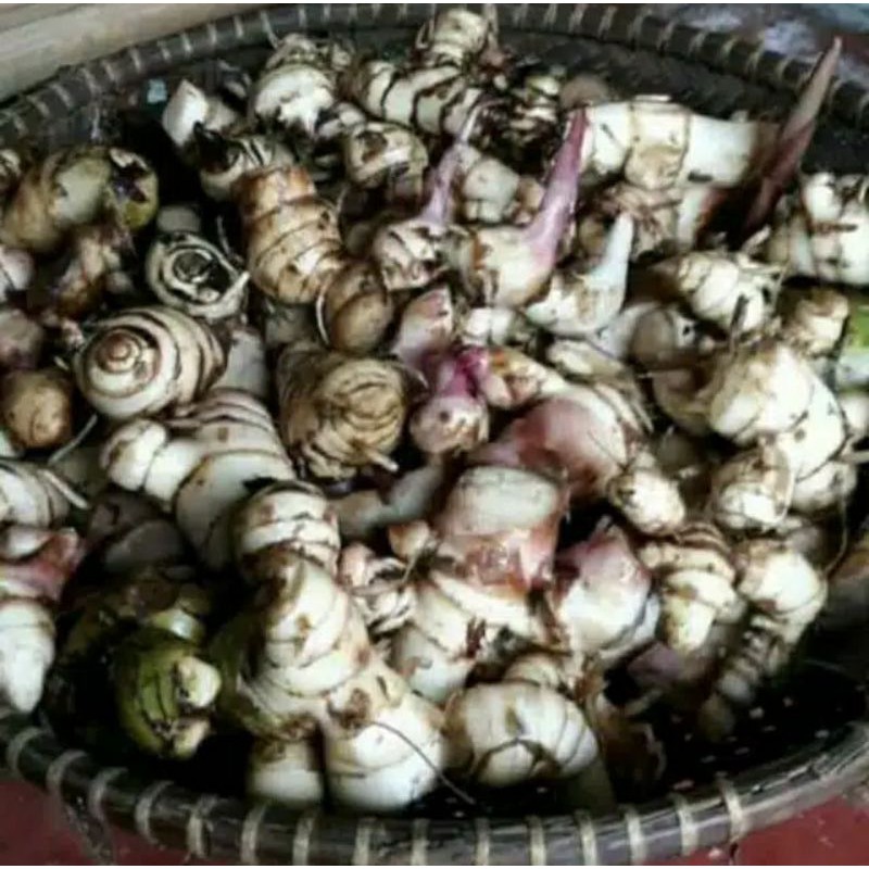 

UMBI GANYONG PUTIH PULEN 1KG