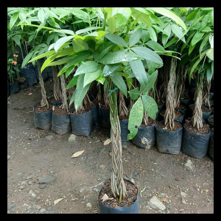 Flash Sale Tanaman  Hias Pot Pachira Kepang 9 Money Tree 