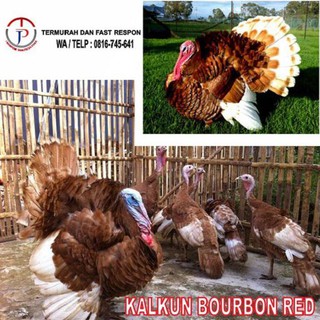 Jual Ayam Kalkun / Ayam Turki / Usia 5 Bulan / Ayam Hias Indonesia 