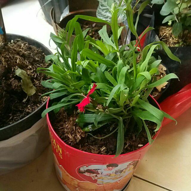 Tanaman Hias Anyelir Dianthus Merah