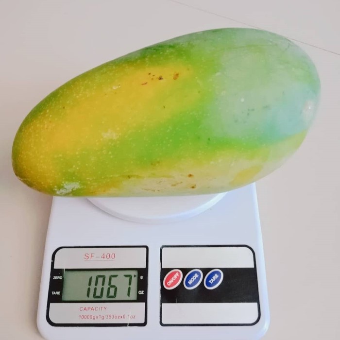 Bibit Tanaman Buah MANGGA OKYONG Premium