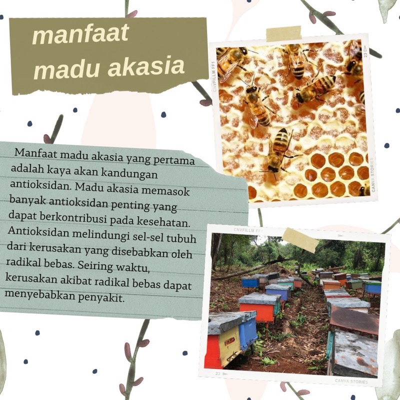 

MADU ASLI AKASIA