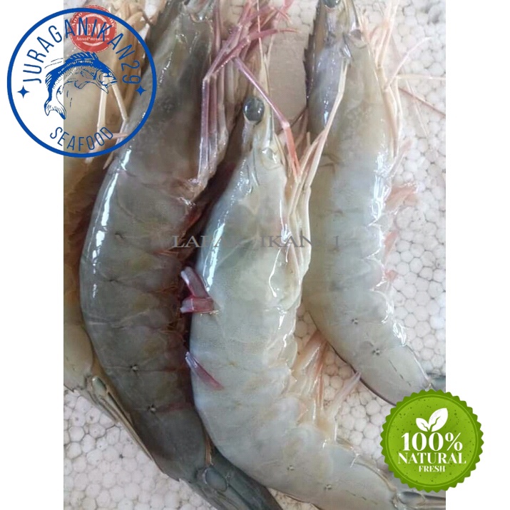 

Udang Peci Segar 1~Kilogram