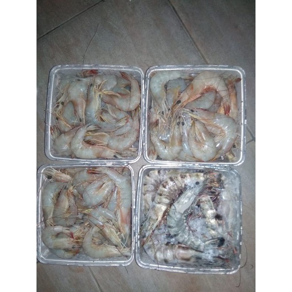 

UDANG JERBUNG LAUT