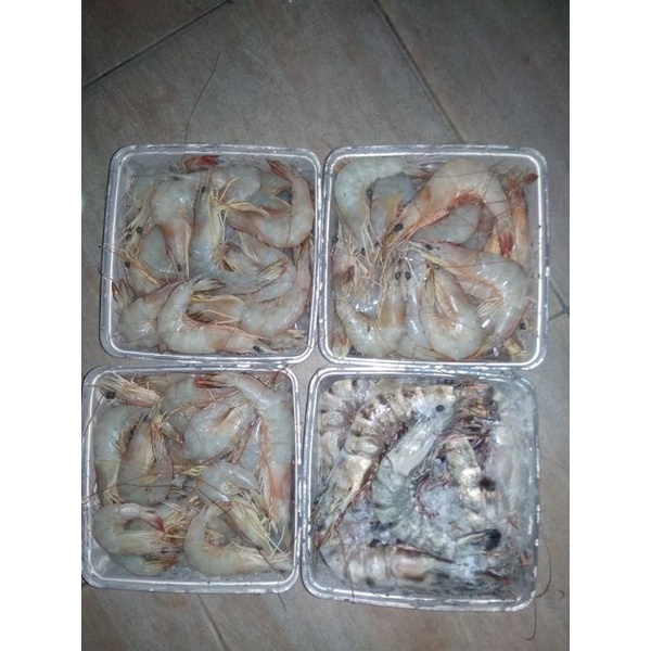 UDANG JERBUNG LAUT